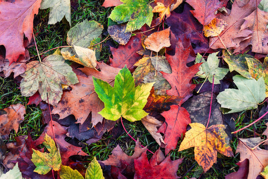 Why Wet/Dry Vacs Are a Fall Favorite