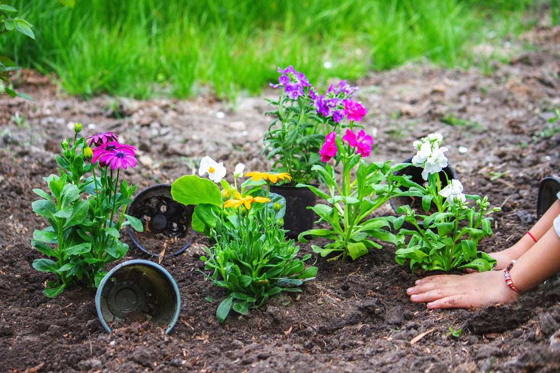 Gardener’s Guide to Growing a Garden