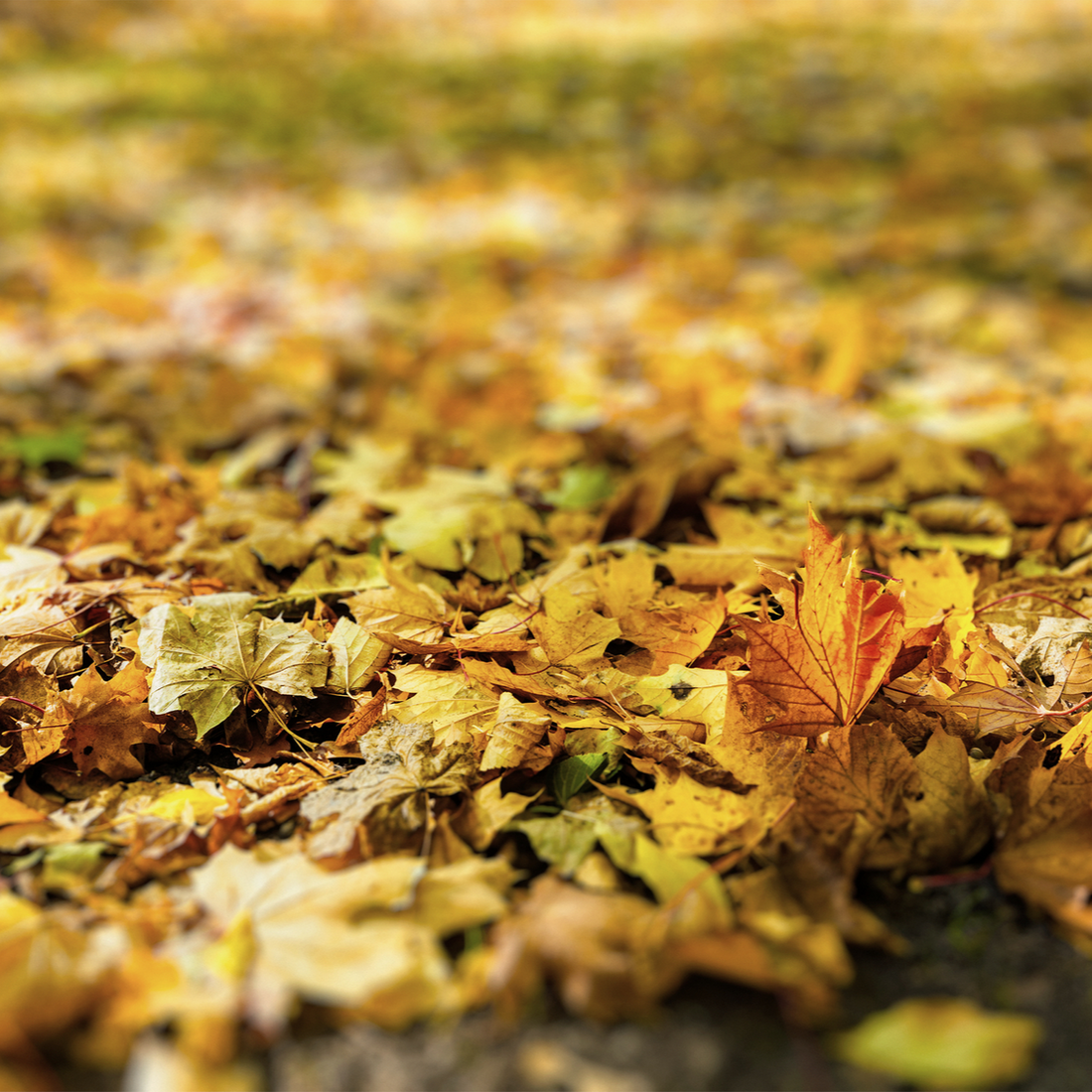 Lawn and Garden Guide for the Fall Season